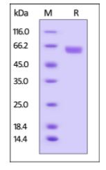 Human B7-H3, Fc Tag on SDS-PAGE under reducing (R) condition. The gel was stained overnight with Coomassie Blue. The purity of the protein is greater than 95%.